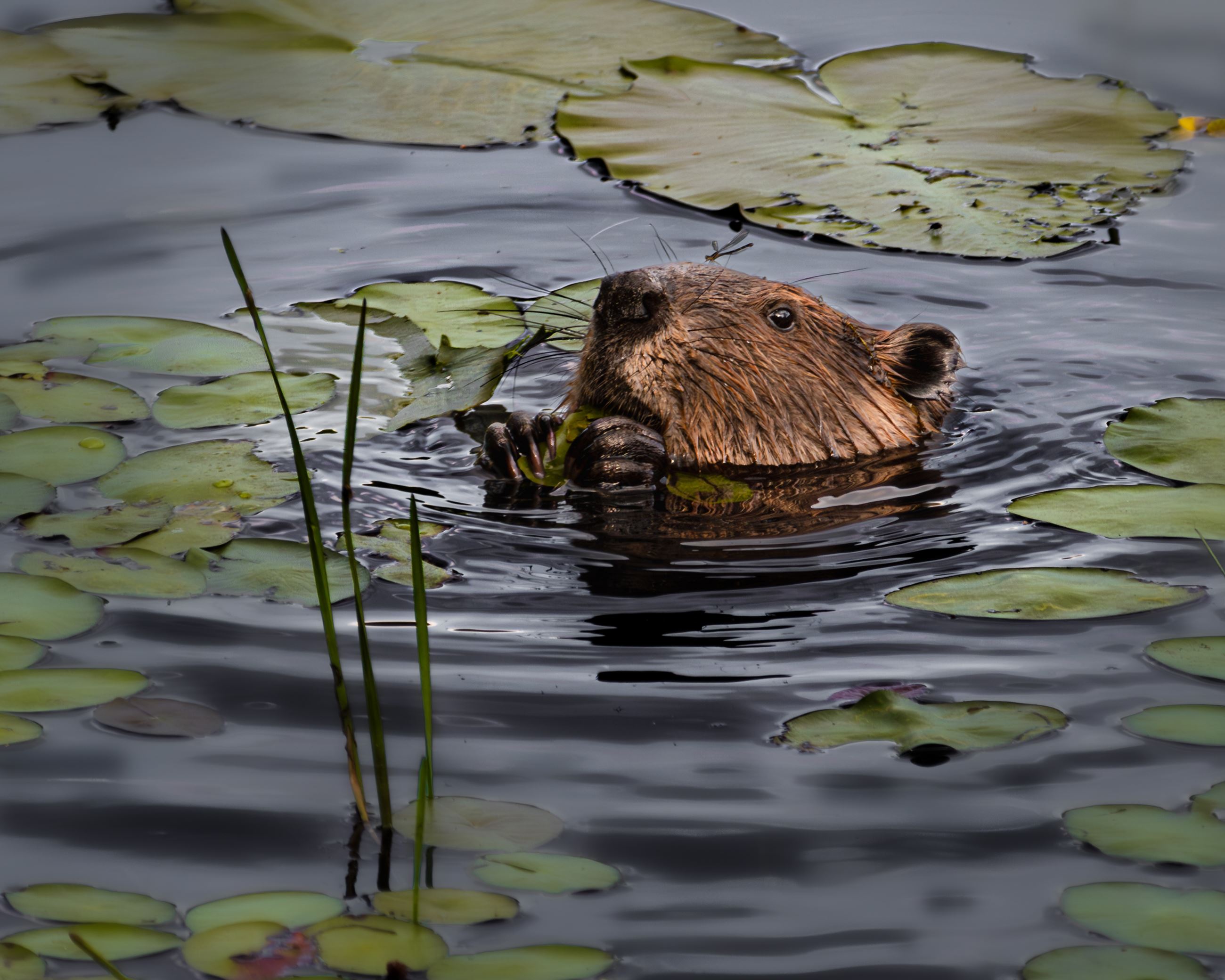 Beaver in the water before sunset 