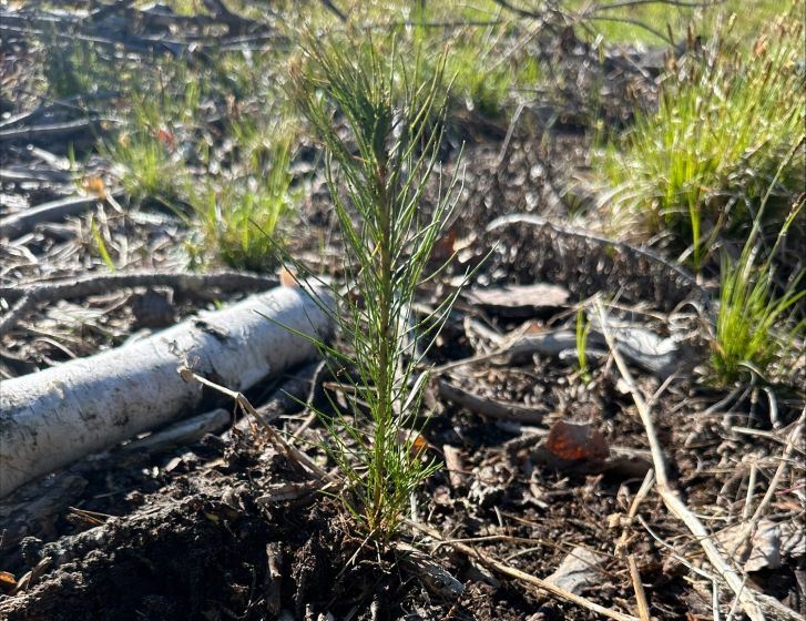 small green evergreen tree in sunny green field
